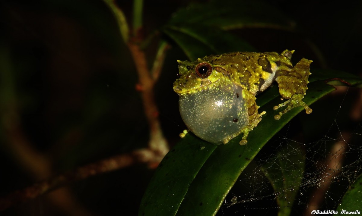 Pseudophilautus schmarda Kelaart, 1854