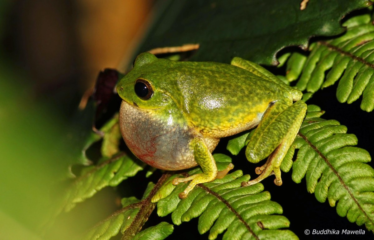 Pseudophilautus viridis Manamendra-Arachchi & Pethiyagoda, 2005