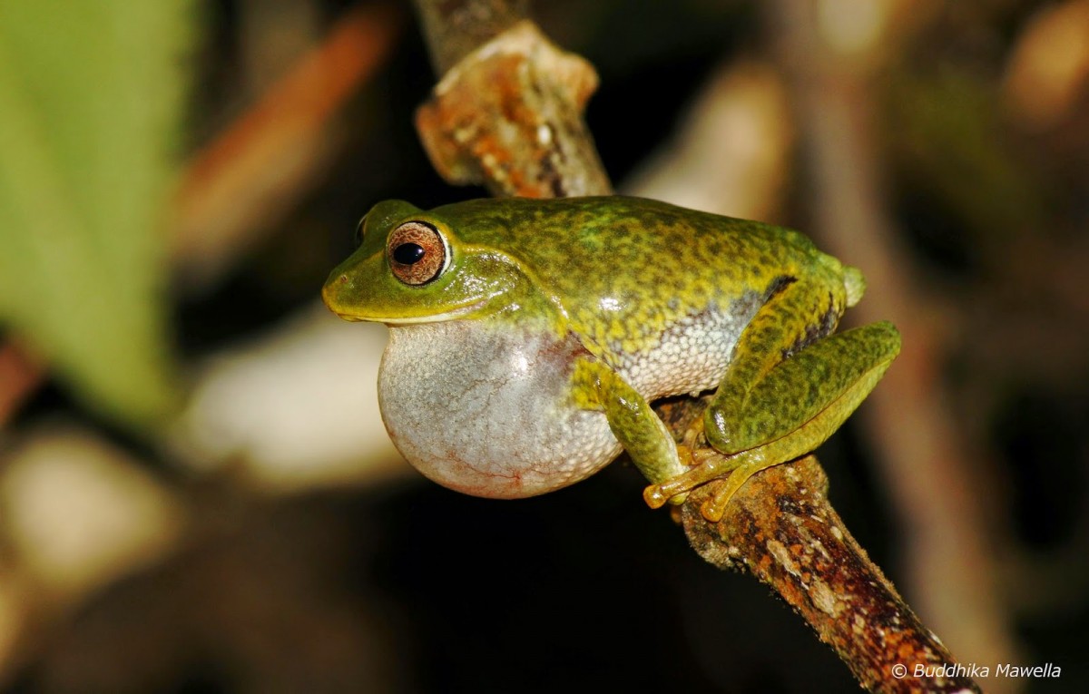 Pseudophilautus viridis Manamendra-Arachchi & Pethiyagoda, 2005