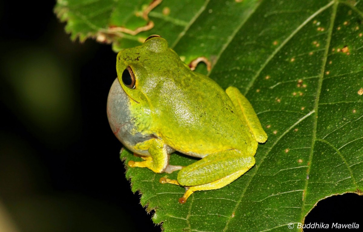 Pseudophilautus viridis Manamendra-Arachchi & Pethiyagoda, 2005