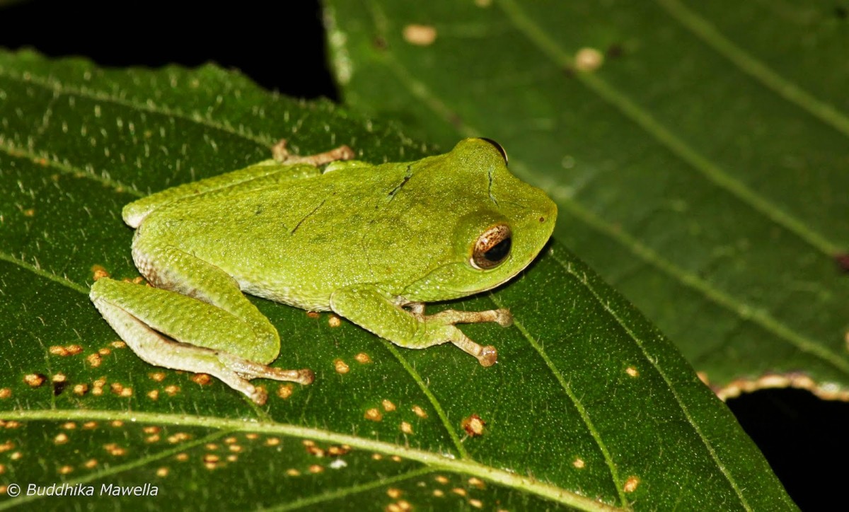 Pseudophilautus viridis Manamendra-Arachchi & Pethiyagoda, 2005