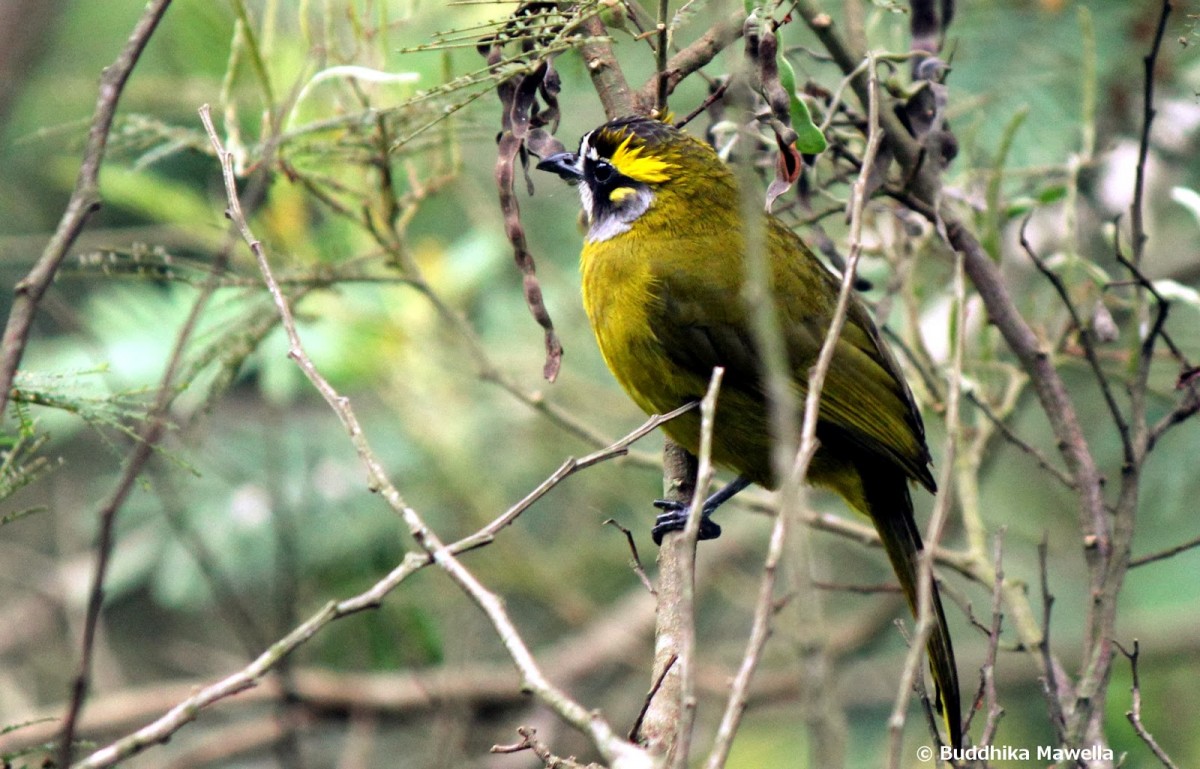 Pycnonotus penicillatus Blyth, 1851