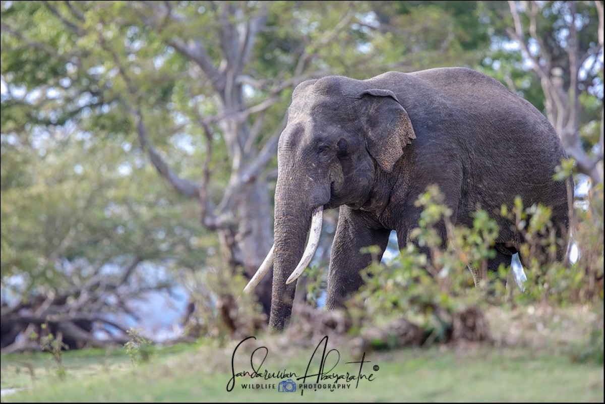 Elephas maximus Linnaeus, 1758