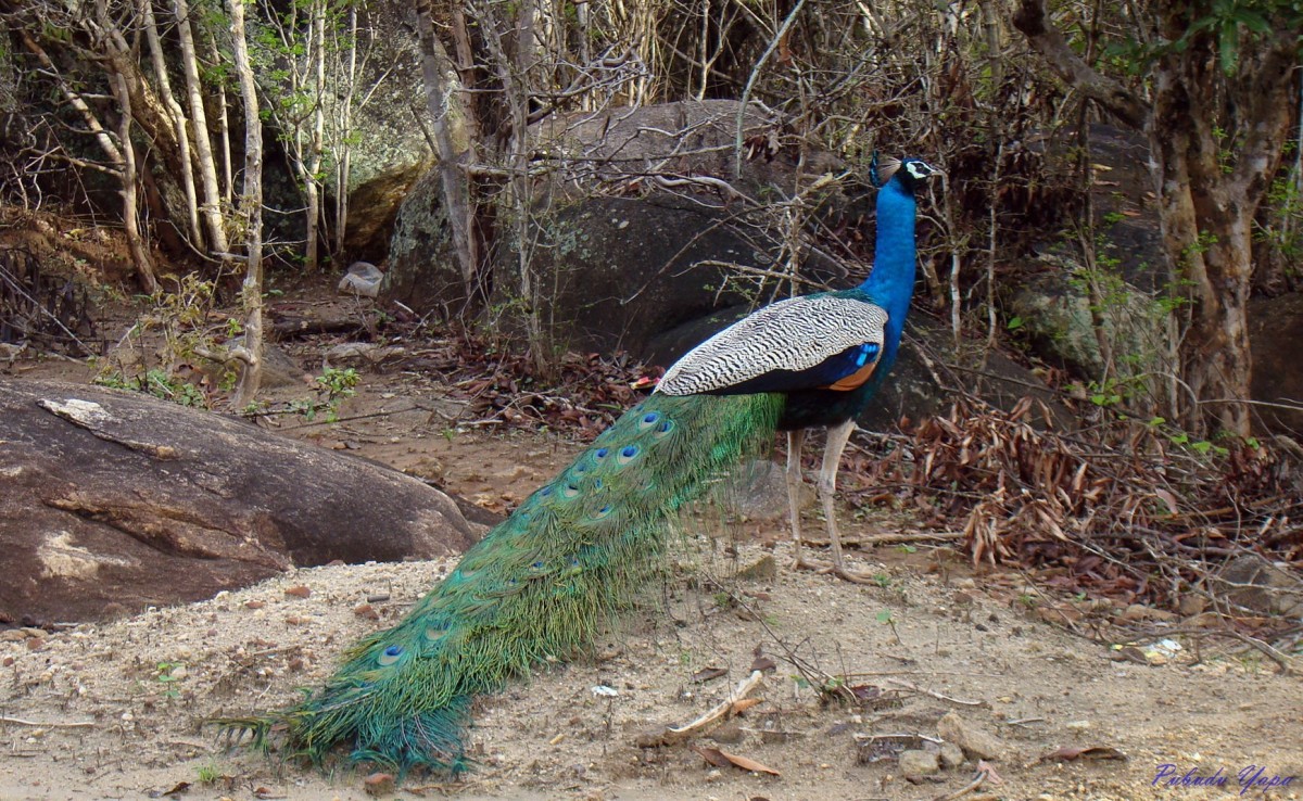 Pavo cristatus Linnaeus, 1758