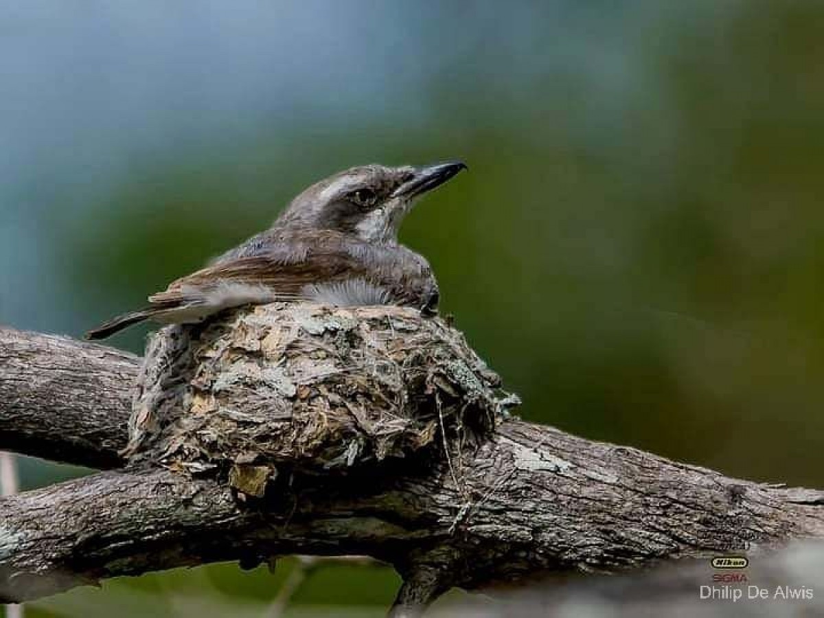 Tephrodornis affinis Blyth, 1847