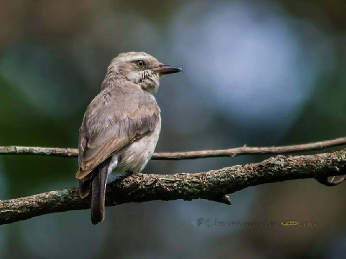 Tephrodornis affinis Blyth, 1847