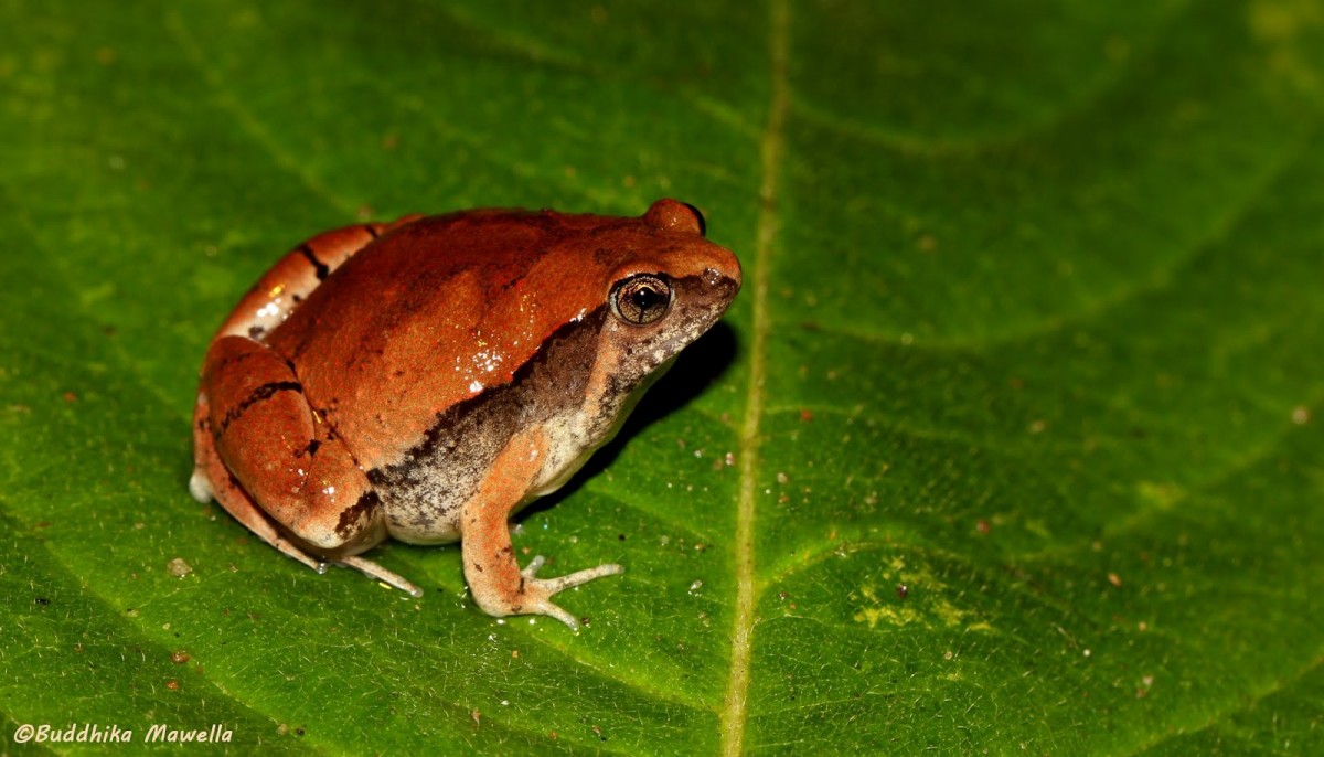 Microhyla mihintalei Wijayathilaka, Garg, Senevirathne, Karunarathna, Biju & Meegaskumbura, 2016