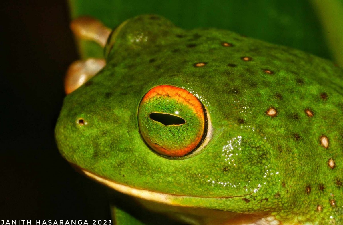 Pseudophilautus stellatus Kelaart,1853