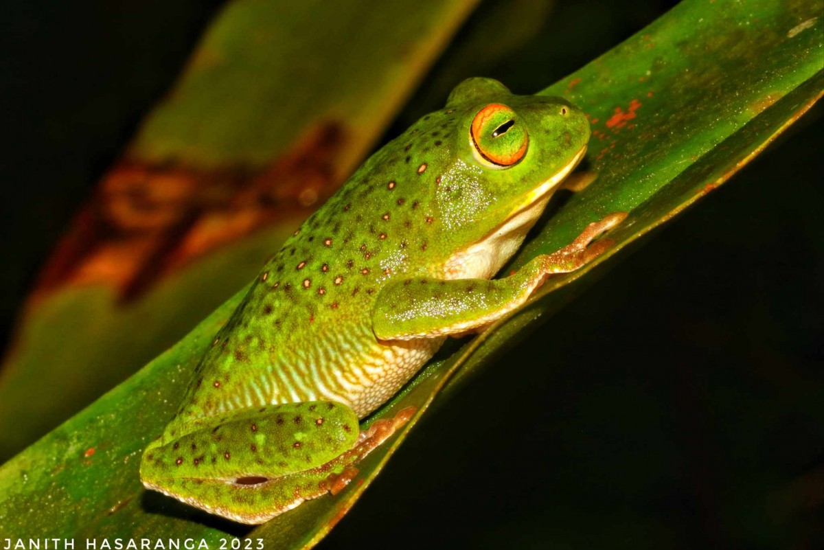 Pseudophilautus stellatus Kelaart,1853