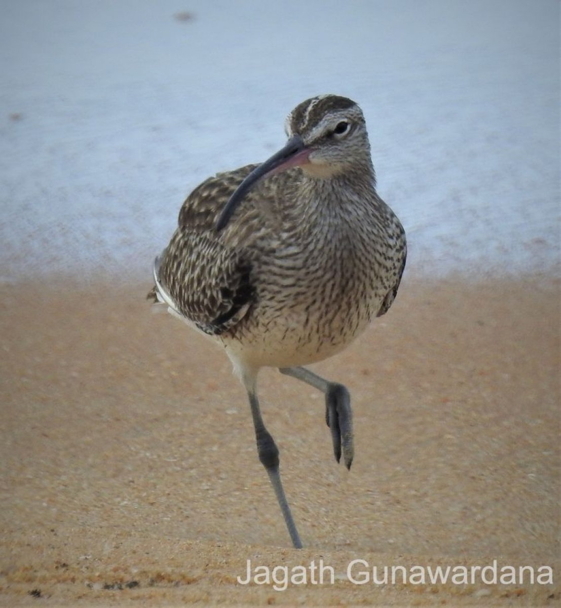 Numenius phaeopus Linnaeus, 1758