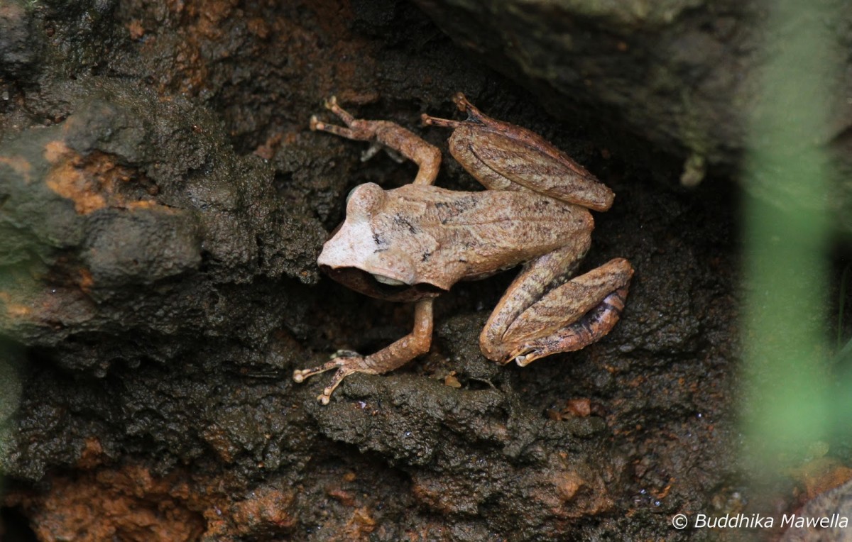 Pseudophilautus silus Manamendra-Arachchi & Pethiyagoda 2005