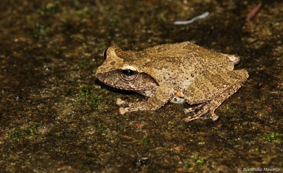 Pseudophilautus silus Manamendra-Arachchi & Pethiyagoda 2005