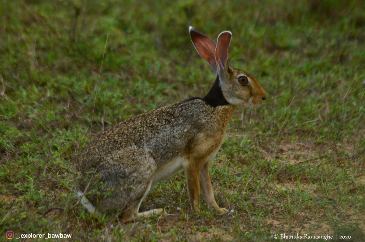 Lepus nigricollis Cuvier, 1823