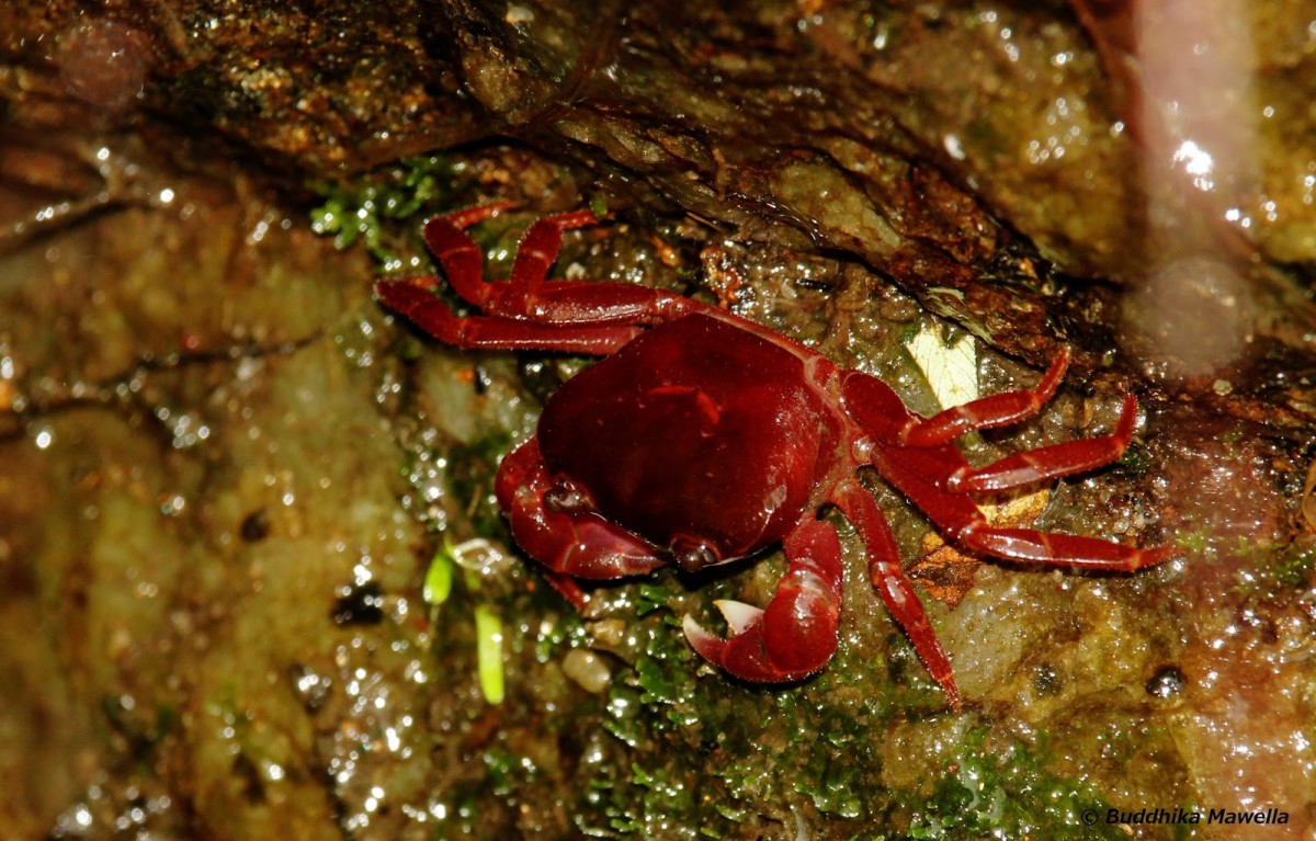 Ceylonthelphusa sanguinea Ng, 1995