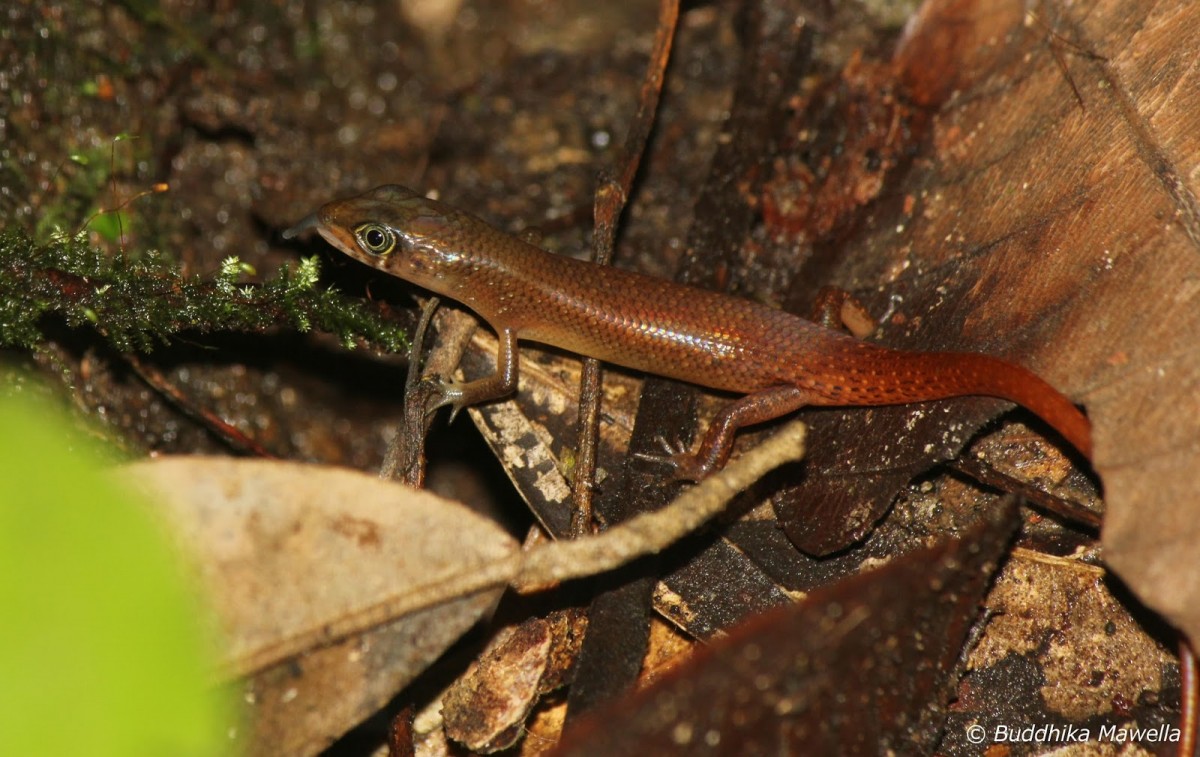 Lankascincus greari Batuwita & Pethiyagoda, 2007