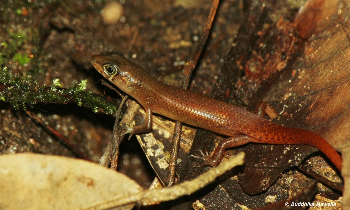 Lankascincus greari Batuwita & Pethiyagoda, 2007