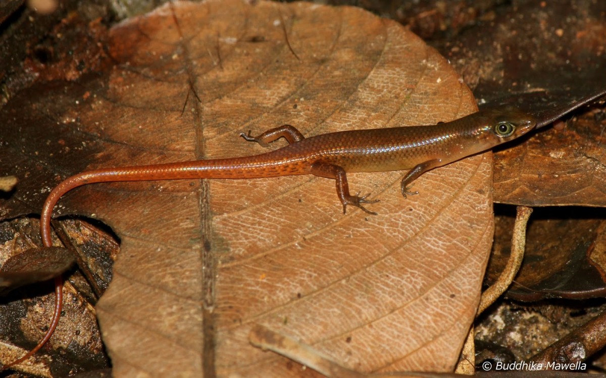 Lankascincus greari Batuwita & Pethiyagoda, 2007