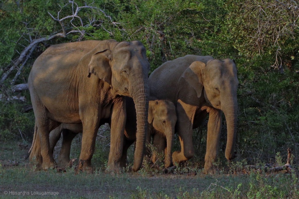 Elephas maximus Linnaeus, 1758