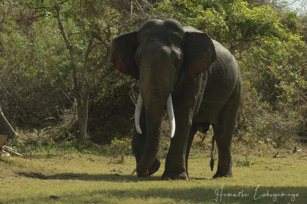 Elephas maximus Linnaeus, 1758