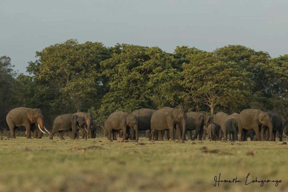 Elephas maximus Linnaeus, 1758