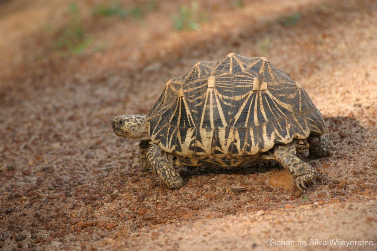 Fauna of Sri Lanka