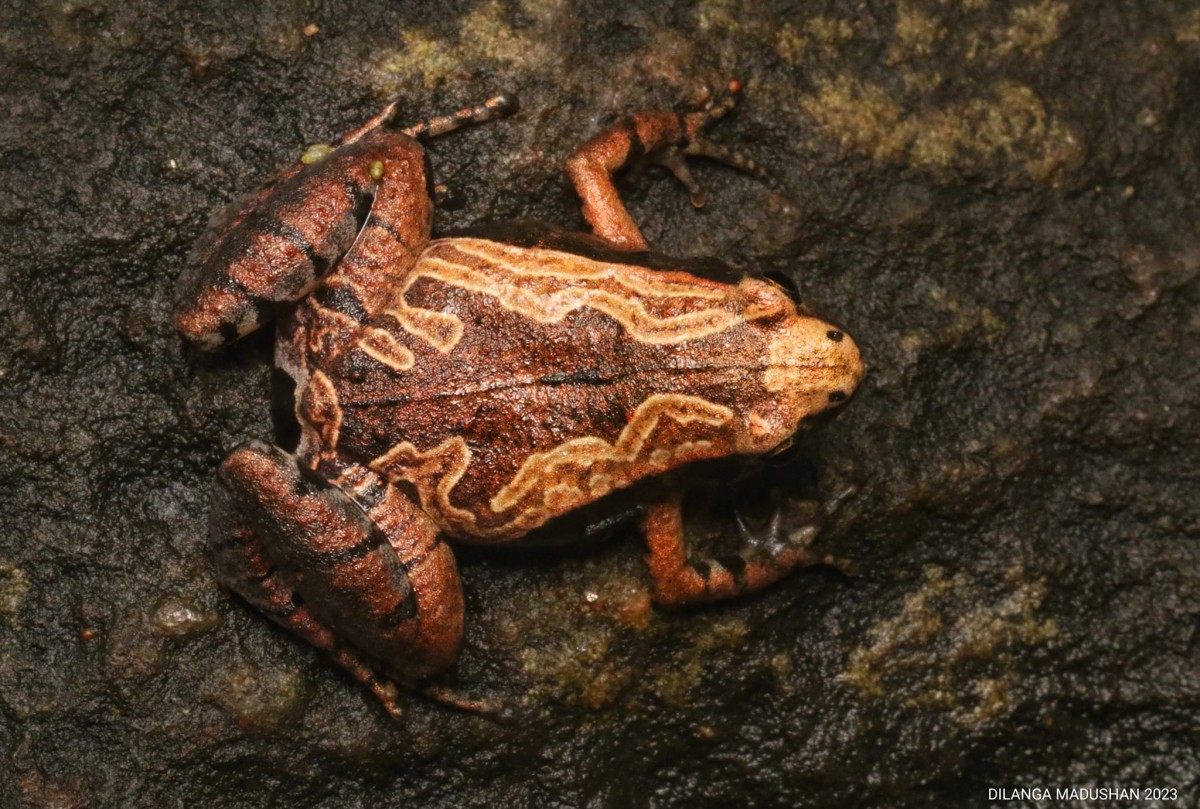 Microhyla karunaratnei Fernando & Siriwardhane 1996