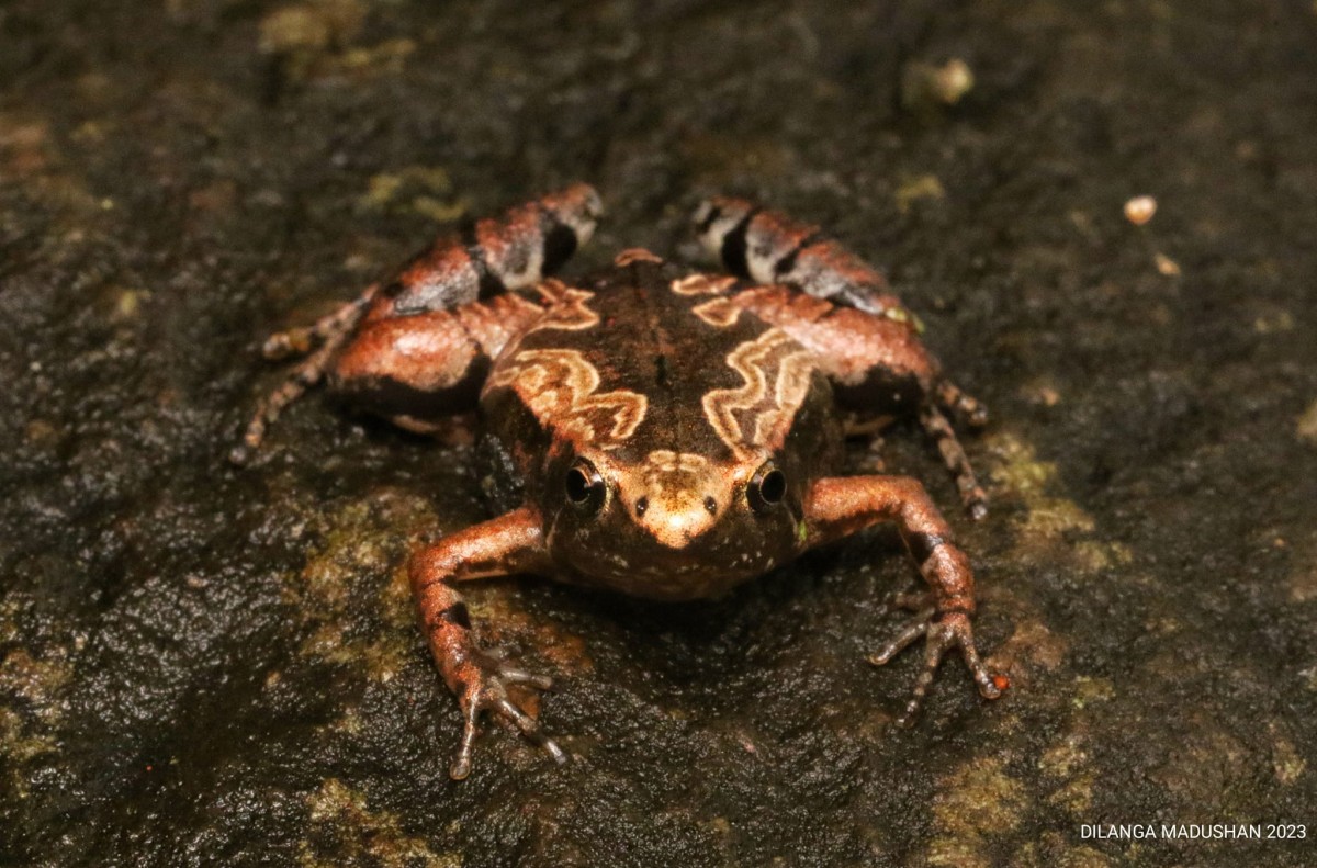 Microhyla karunaratnei Fernando & Siriwardhane 1996