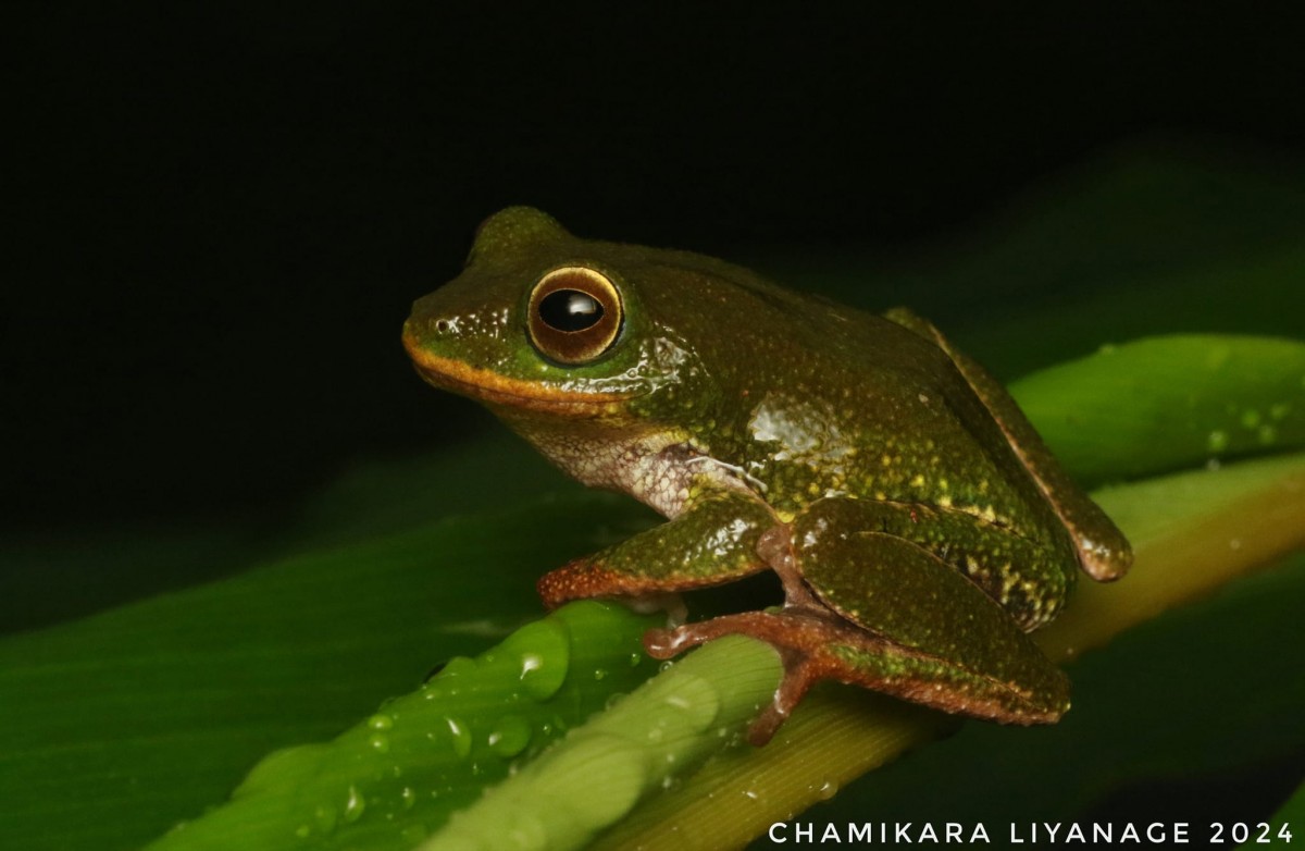 Pseudophilautus ocularis Megaskumbura & Manamendra-Arachcchi, 2005