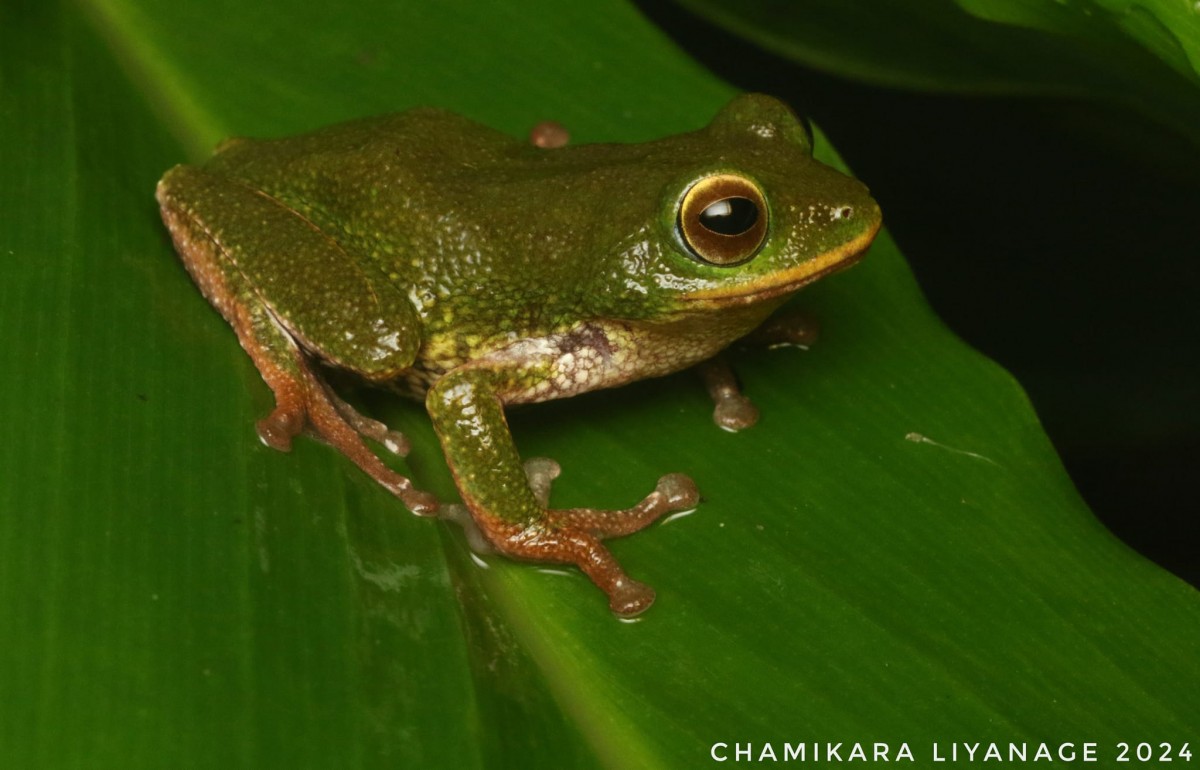 Pseudophilautus ocularis Megaskumbura & Manamendra-Arachcchi, 2005