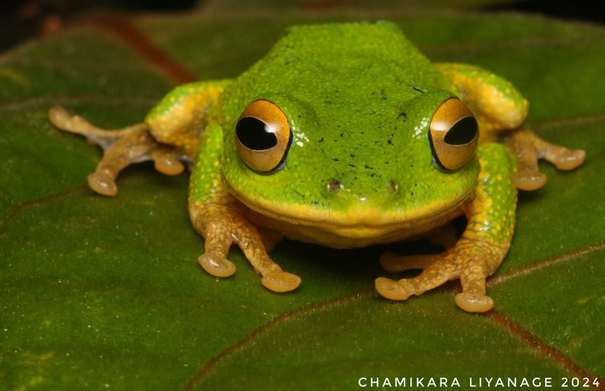 Pseudophilautus ocularis Megaskumbura & Manamendra-Arachcchi, 2005