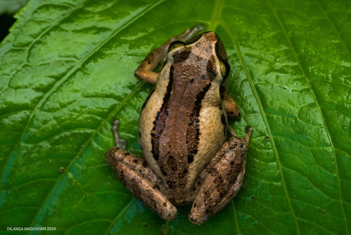 Pseudophilautus puranappu Wickramasinghe, Vidanapathirana, Rajeev, Ariyarathne, Chanaka, Priyantha, Bandara et al., 2013