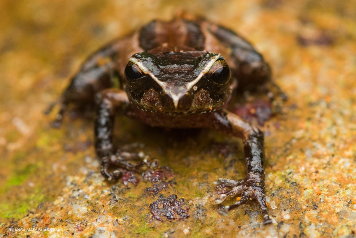 Pseudophilautus puranappu Wickramasinghe, Vidanapathirana, Rajeev, Ariyarathne, Chanaka, Priyantha, Bandara et al., 2013