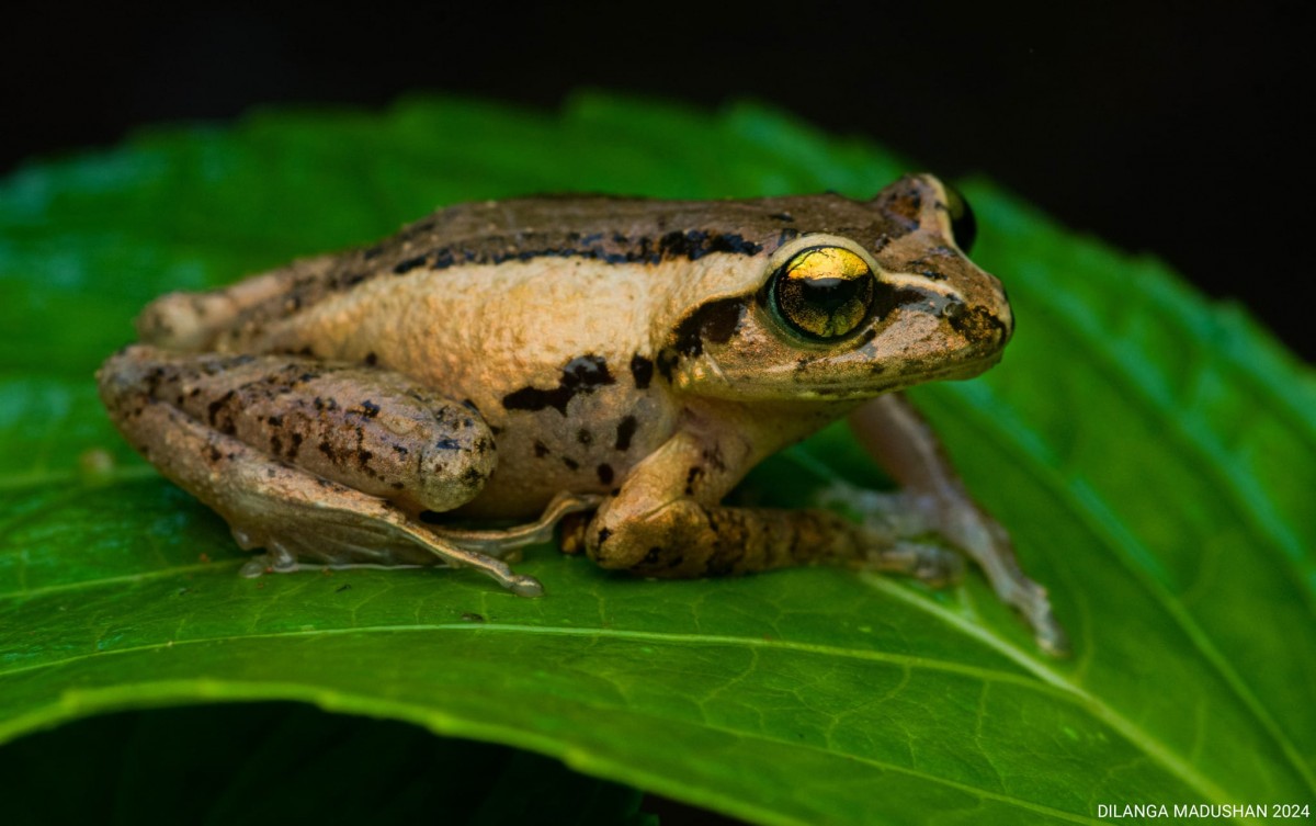 Pseudophilautus puranappu Wickramasinghe, Vidanapathirana, Rajeev, Ariyarathne, Chanaka, Priyantha, Bandara et al., 2013