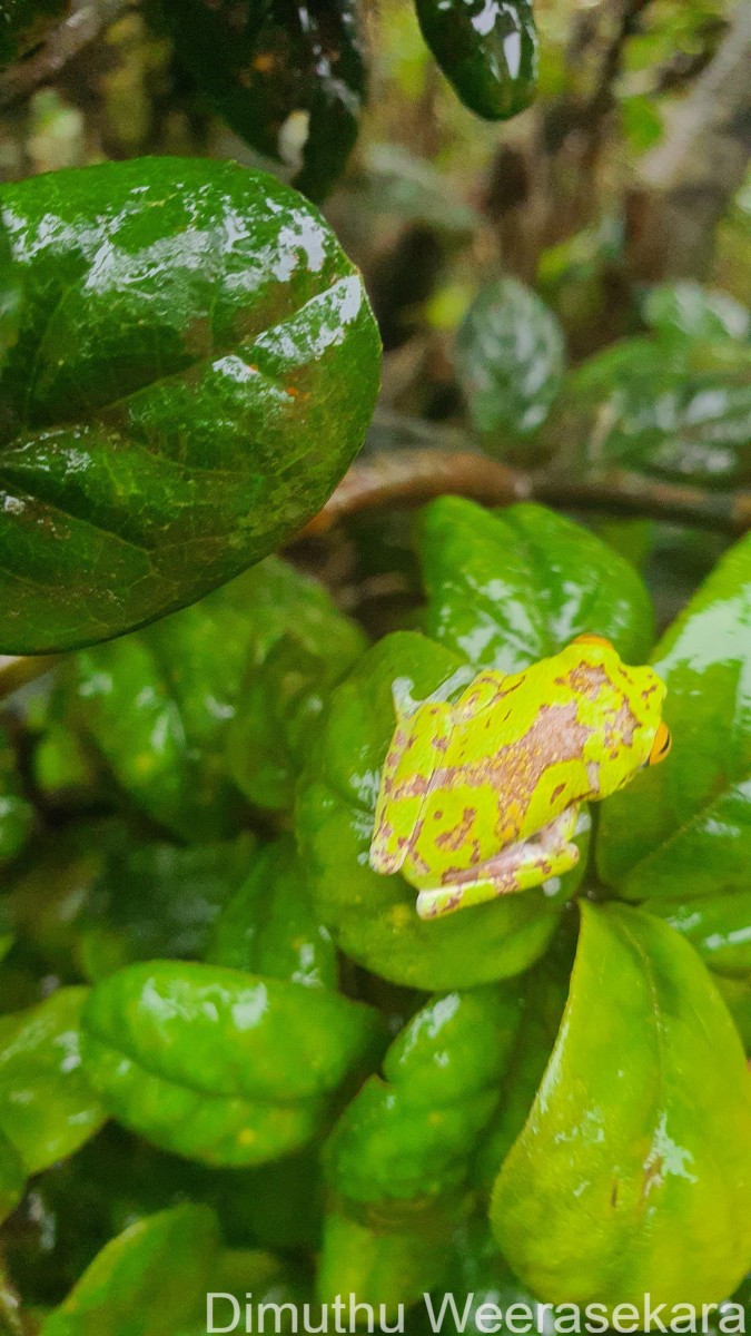 Pseudophilautus mooreorum Megaskumbura & Manamendra-Arachcchi, 2005