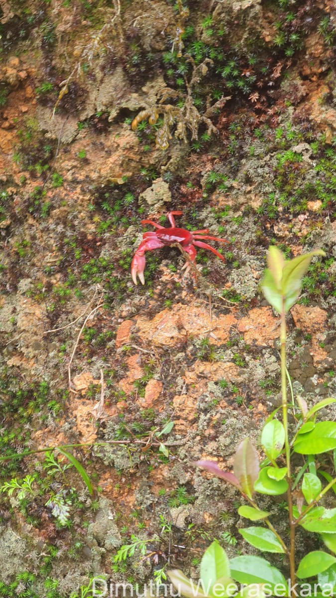 Ceylonthelphusa sanguinea Ng, 1995