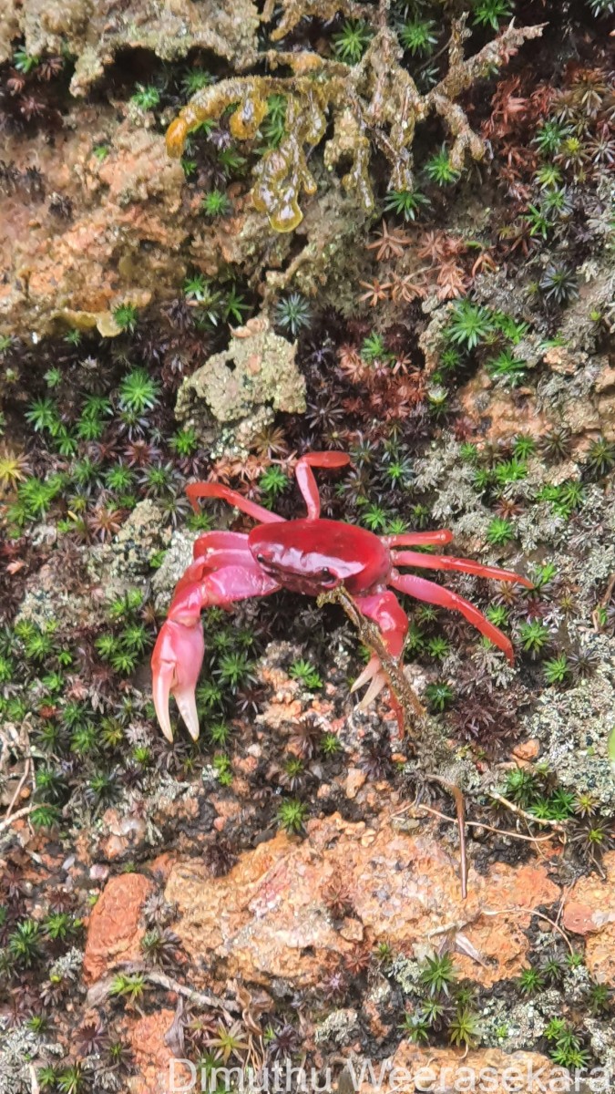 Ceylonthelphusa sanguinea Ng, 1995