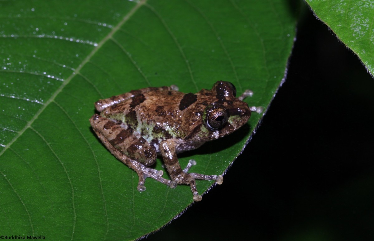 Pseudophilautus jagathgunawardanai Wickramasinghe, Vidanapathirana, Rajeev, Ariyarathne, Chanaka, Priyantha, Bandara, Wickramasinghe, 2013