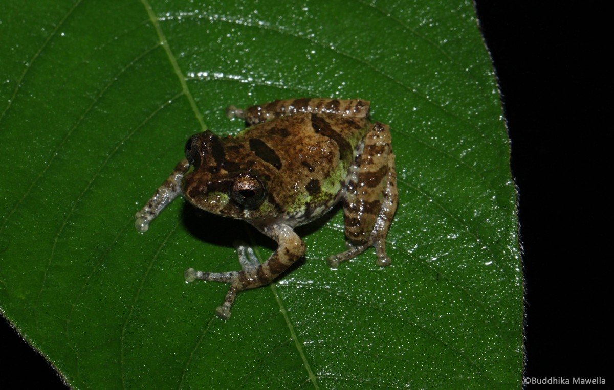 Pseudophilautus jagathgunawardanai Wickramasinghe, Vidanapathirana, Rajeev, Ariyarathne, Chanaka, Priyantha, Bandara, Wickramasinghe, 2013