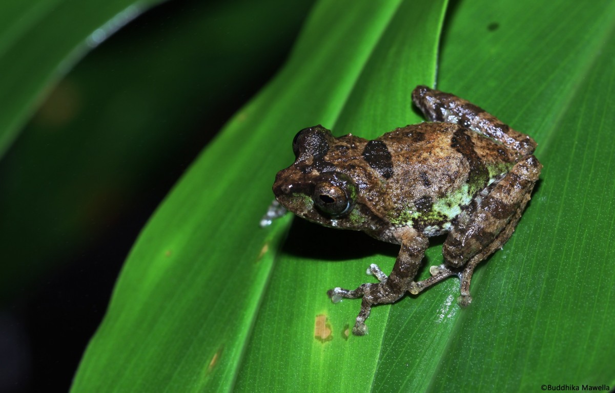 Pseudophilautus jagathgunawardanai Wickramasinghe, Vidanapathirana, Rajeev, Ariyarathne, Chanaka, Priyantha, Bandara, Wickramasinghe, 2013