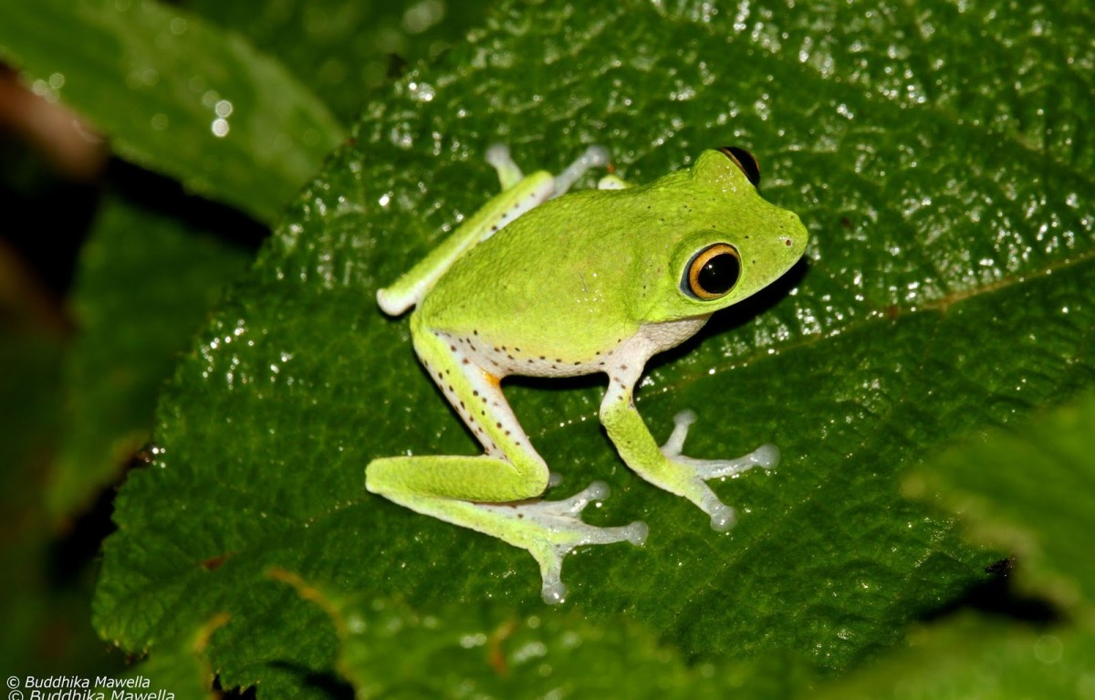 Pseudophilautus mooreorum Megaskumbura & Manamendra-Arachcchi, 2005