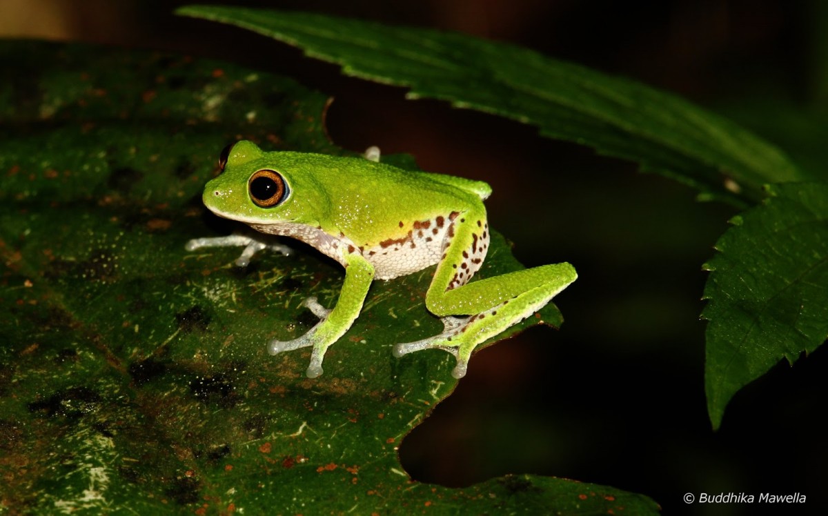 Pseudophilautus mooreorum Megaskumbura & Manamendra-Arachcchi, 2005