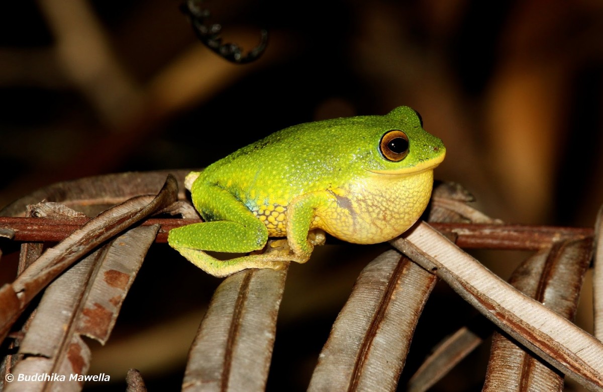 Pseudophilautus ocularis Megaskumbura & Manamendra-Arachcchi, 2005