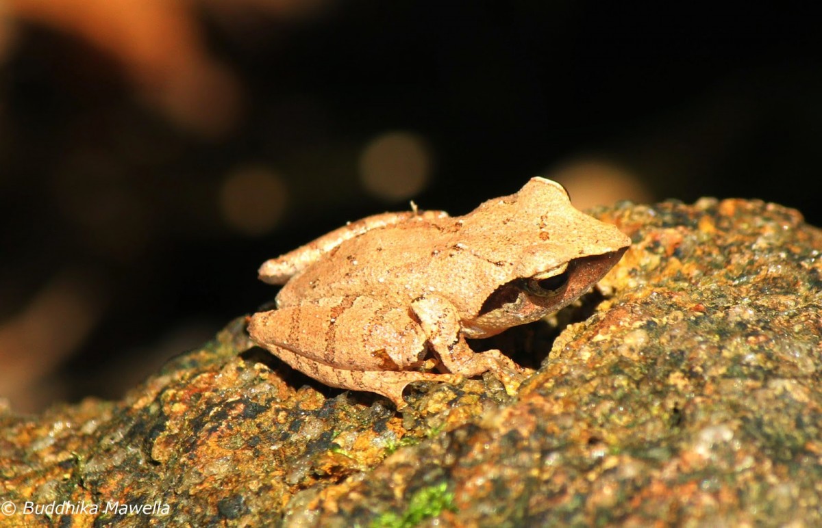 Pseudophilautus zorro Manamendra-Arachchi & Pethiyagoda, 2005