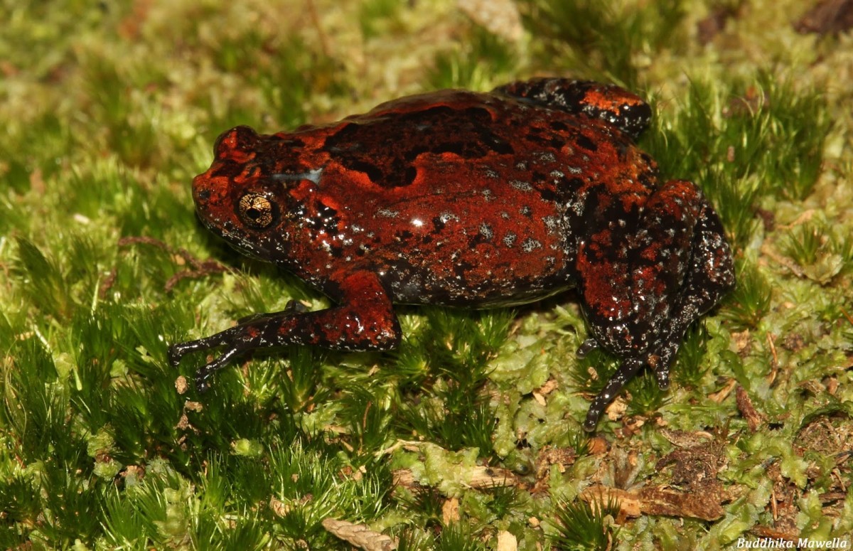 Uperodon palmatus Parker, 1934