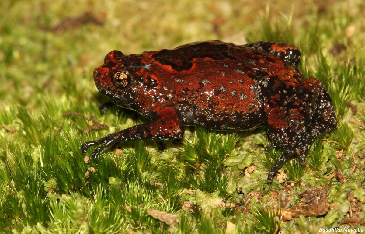 Uperodon palmatus Parker, 1934