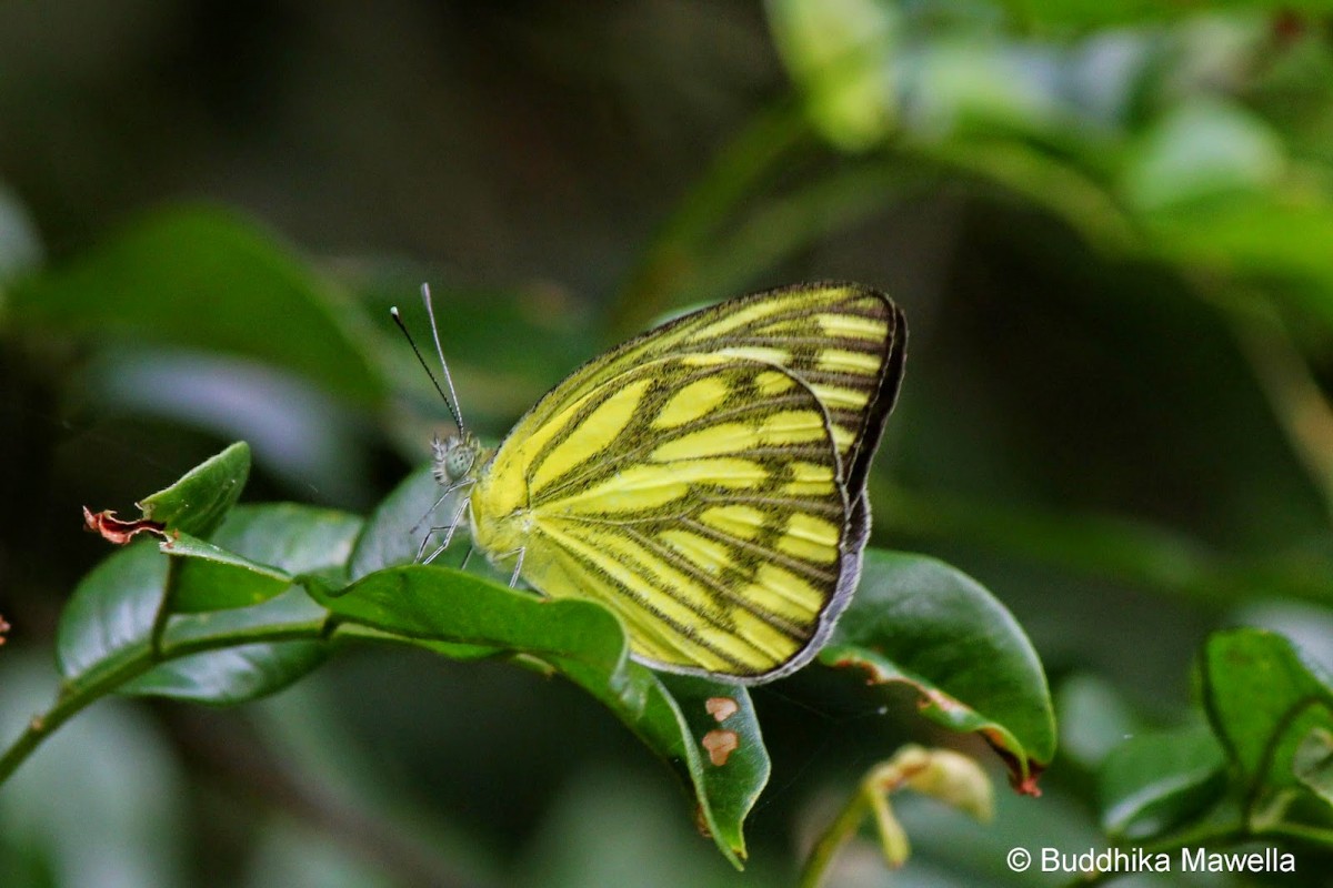 Cepora nerissa Fabricius, 1775