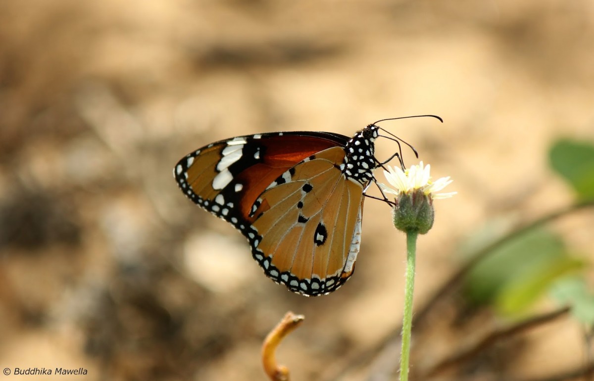 Danaus chrysippus Linnaeus, 1758