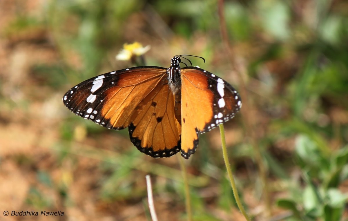 Danaus chrysippus Linnaeus, 1758