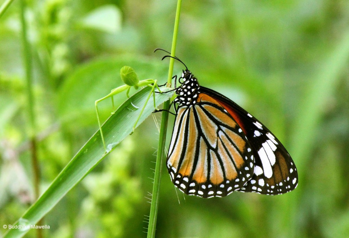 Danaus genutia Cramer, 1779