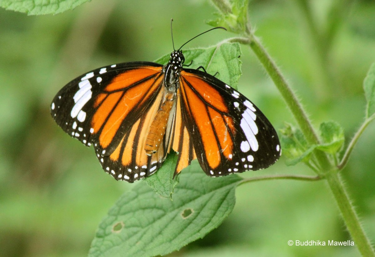 Danaus genutia Cramer, 1779